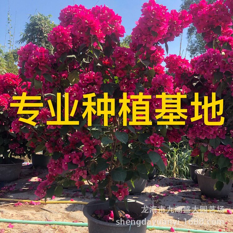 福建红花三角梅报价江西造型紫花三角梅盆景批发三角梅树桩价格