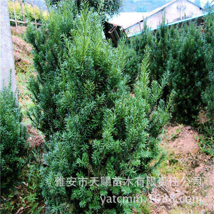 基地曼地亚红豆杉绿化树高2-2.5m市政绿化工程苗木景区景观树
