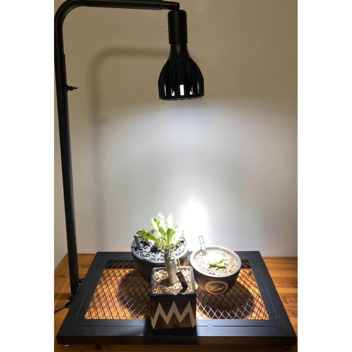 日式块根植物龟甲龙爬藤支架室内盆栽植物攀爬架绿植多肉植物补光