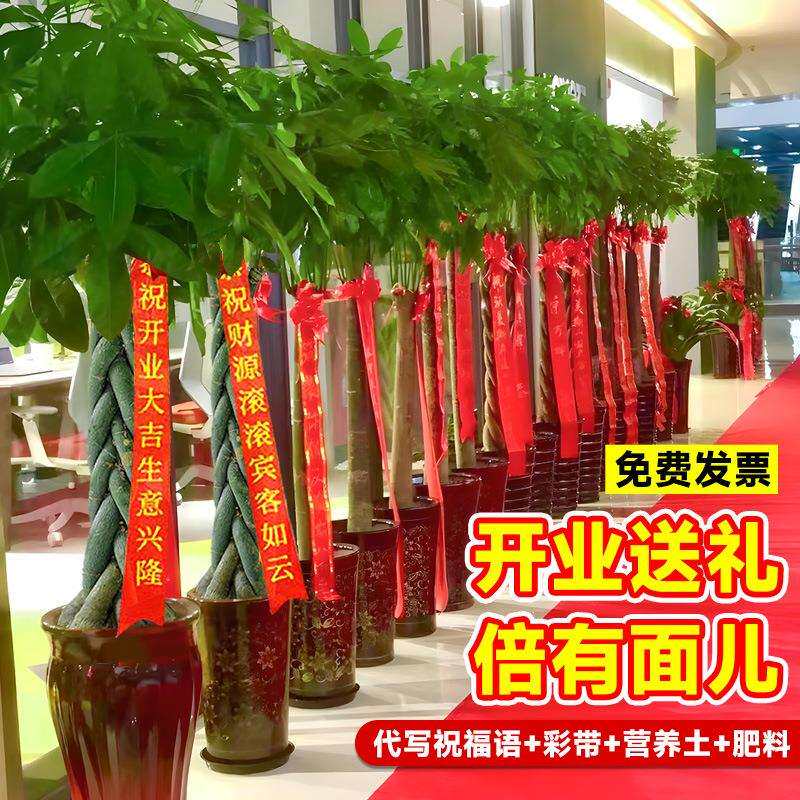 发财树盆栽室内植物客厅大型绿植办公室开业送礼旺宅好养易活真花