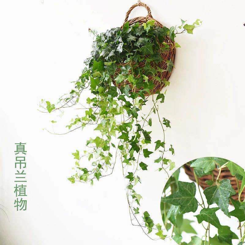 栀子花盆栽藤编花盆壁挂悬挂花篮吊篮草编吊兰植物户外阳光花盆