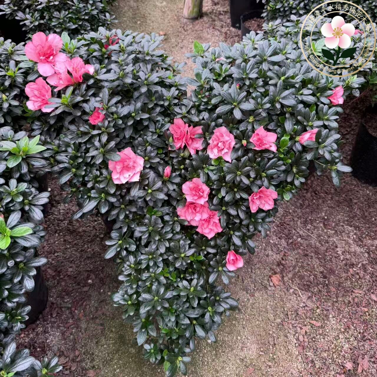 基地直发四季开花悬崖造型杜鹃樱桃红好养活带花苞绿植