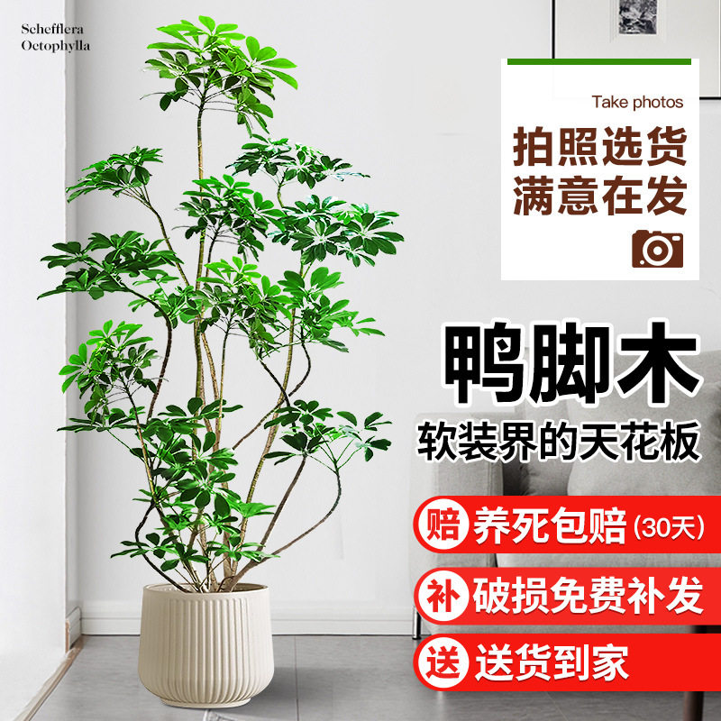 造型鸭脚木客厅大盆栽办公室内大型落地植物吸甲醛四季常青发财树