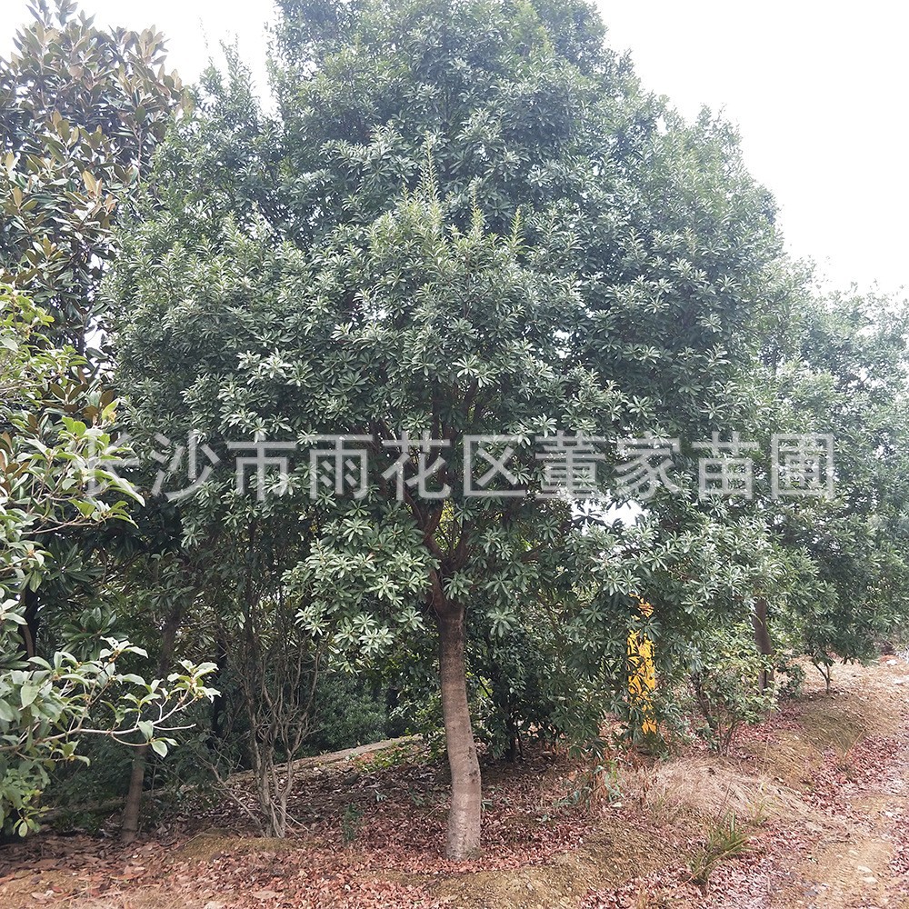 供应杨梅树杨梅树15公分杨梅树园林绿化苗木工程乔木批发