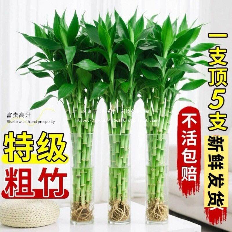 富贵竹水养客厅带根水培植物盆栽土大宽叶富贵竹粗竹加粗竹子
