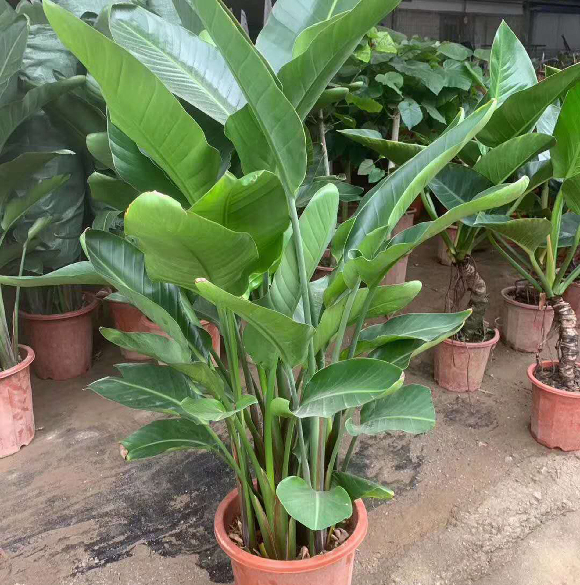 基地直供绿植盆栽花卉居家植物盆栽花卉1.2米天堂鸟