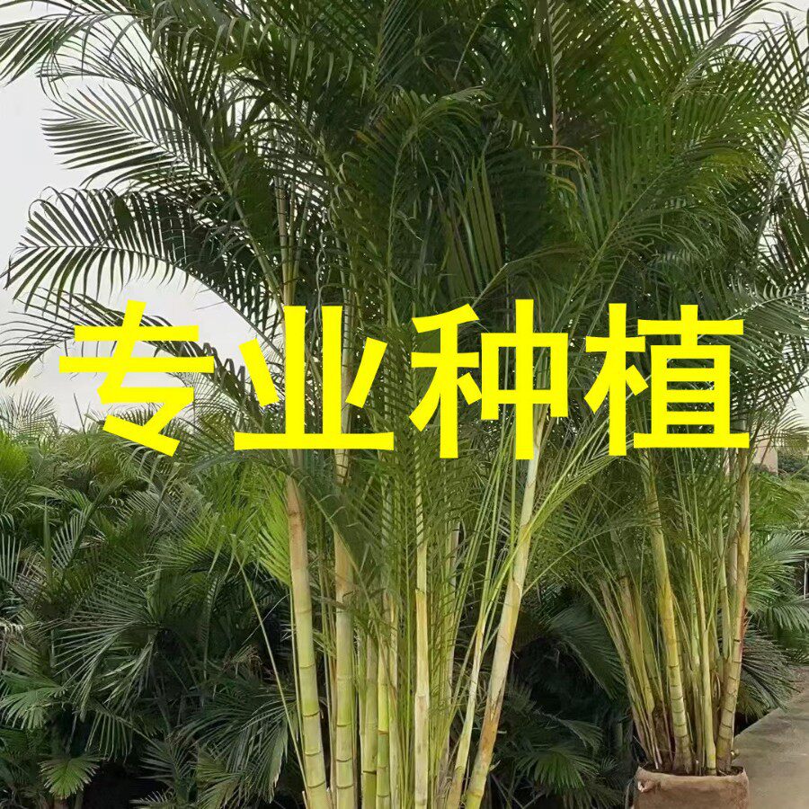 福建漳州散尾葵基地 黄椰子凤尾葵 丛生棕榈景观树 庭院小区绿化