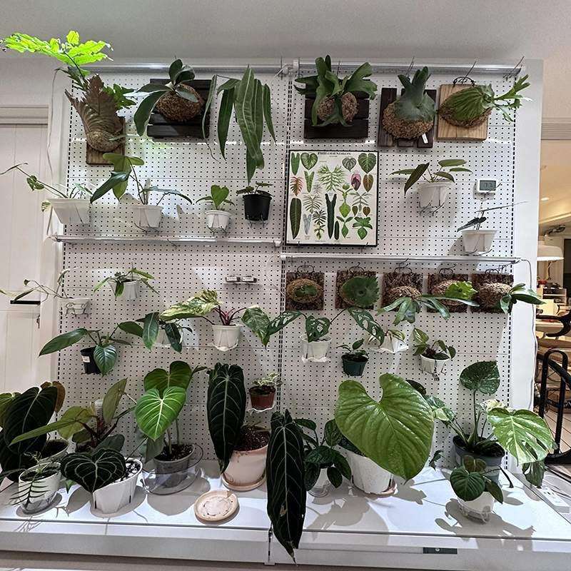 绿植盆栽架子洞洞板墙鹿角蕨网红绿植室内置物架阳台洞洞板货架