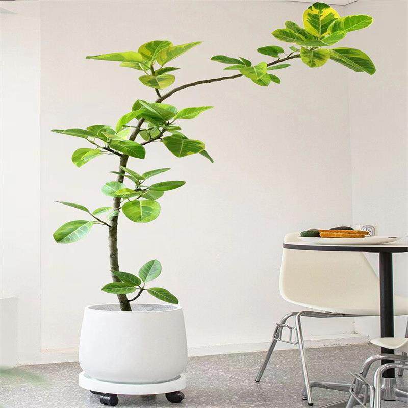 黄金榕轻奢花叶富贵榕树绿植物客厅办公室内造型盆景大型盆栽落地