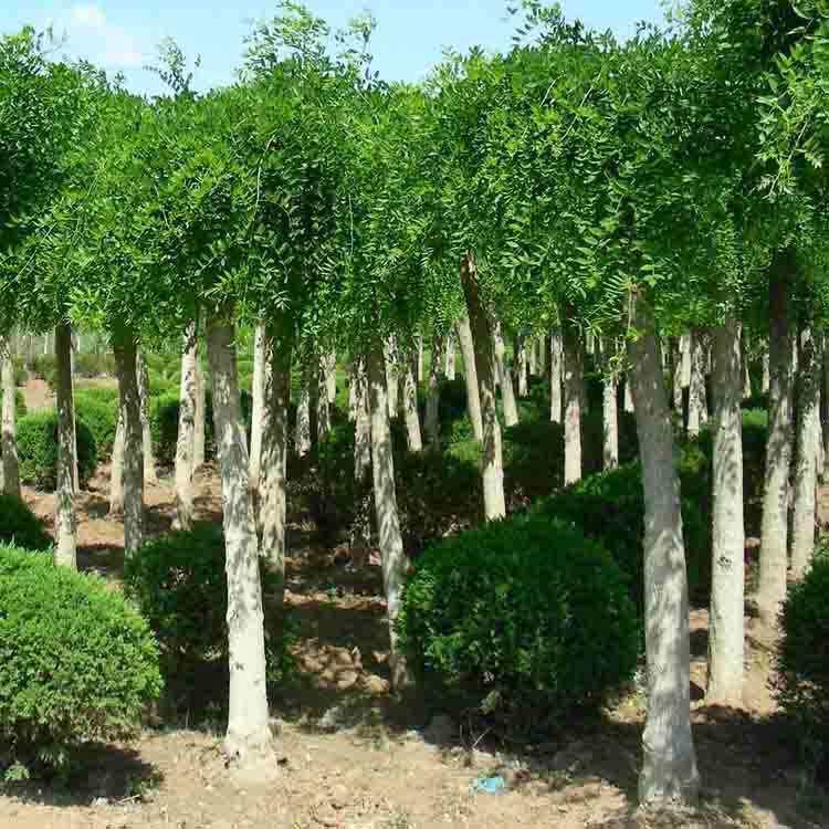 【大毅苗木】供应龙爪槐行道树 各种规格 量大优惠