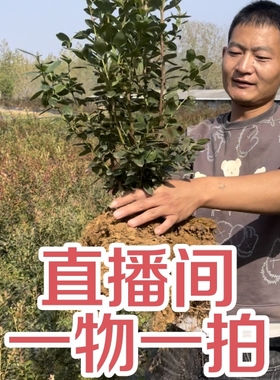 直播间一物一拍大果蓝莓树苗F6薄雾绿宝石 花香盆栽地栽别墅小院