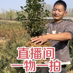 花香盆栽地栽别墅小院 直播间一物一拍大果蓝莓树苗F6薄雾绿宝石