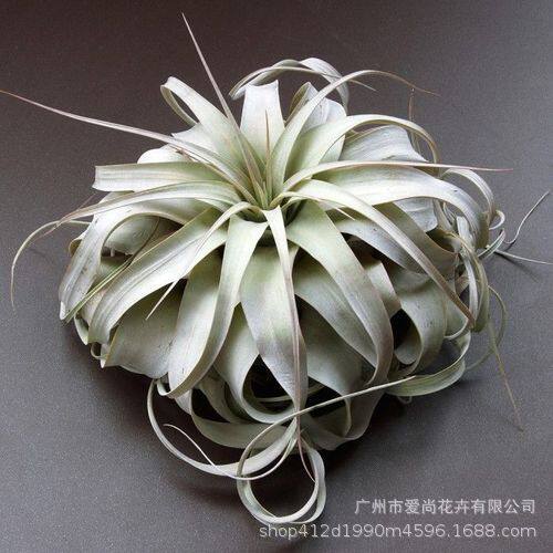 空气凤梨霸王批发无土植物空气凤梨铁兰桌摆室内室外绿植简单易