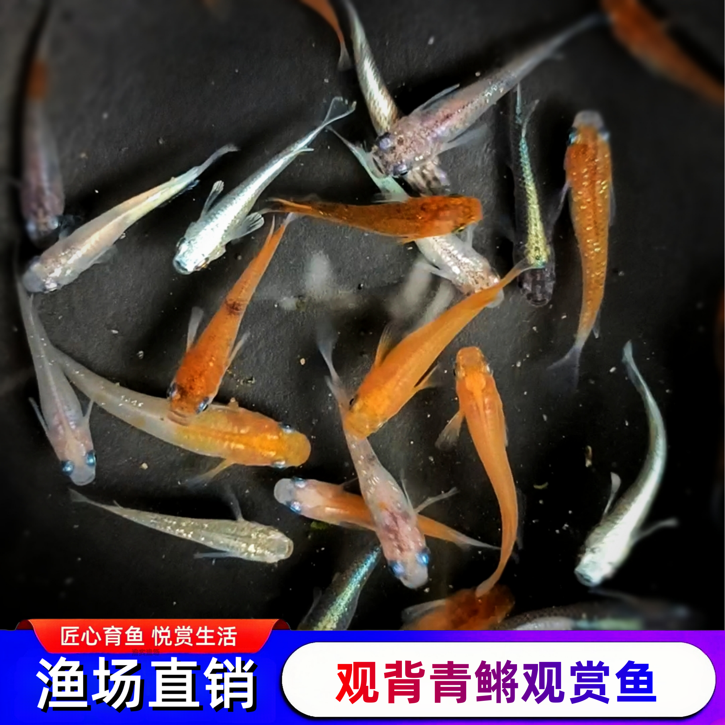 观赏鱼青鳉冷水鱼淡水小型鱼苗活体包邮渔场直销现货速发