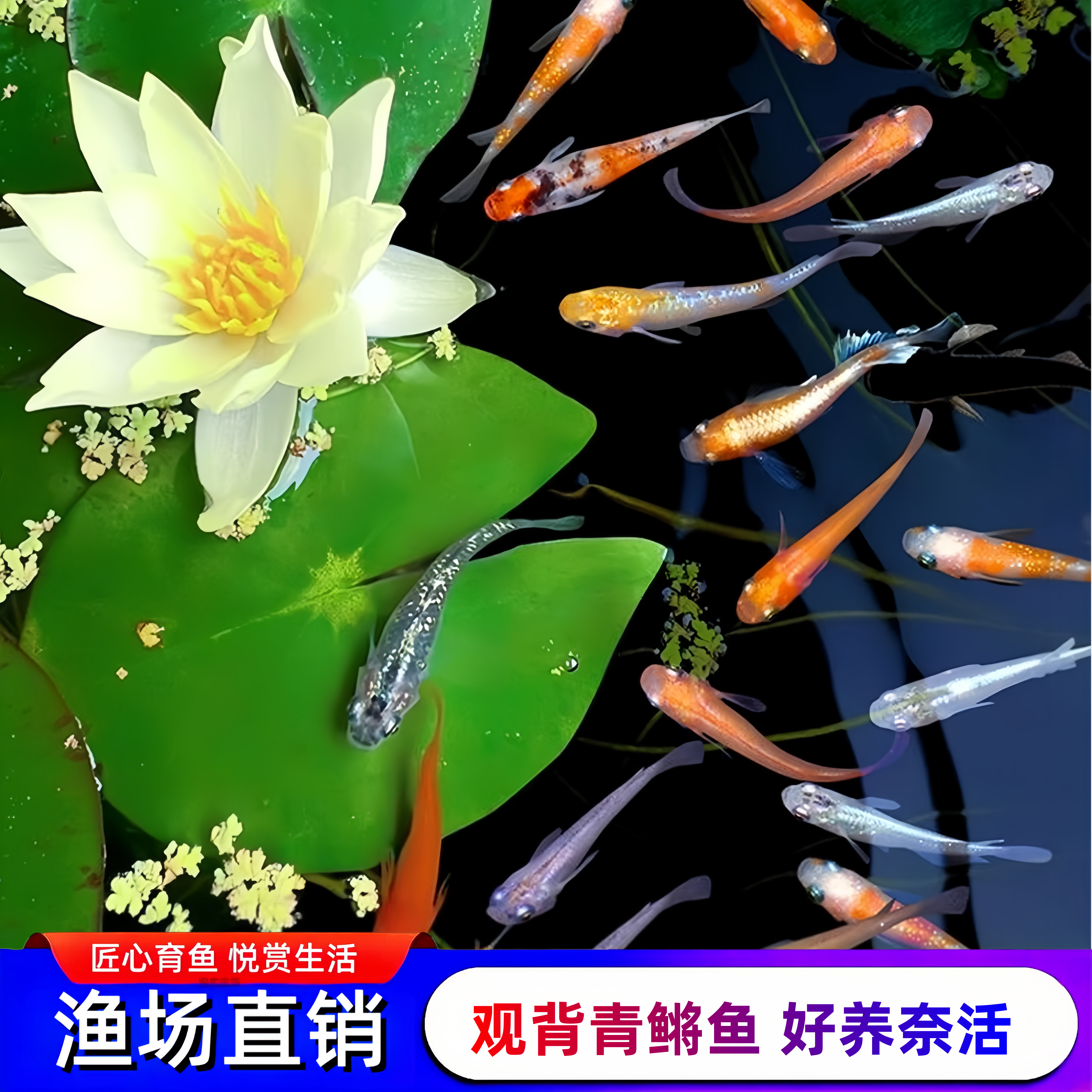 观赏青鳉鱼免打氧广温冷水鱼除油膜淡水小型观背鱼鱼卵繁殖海王星