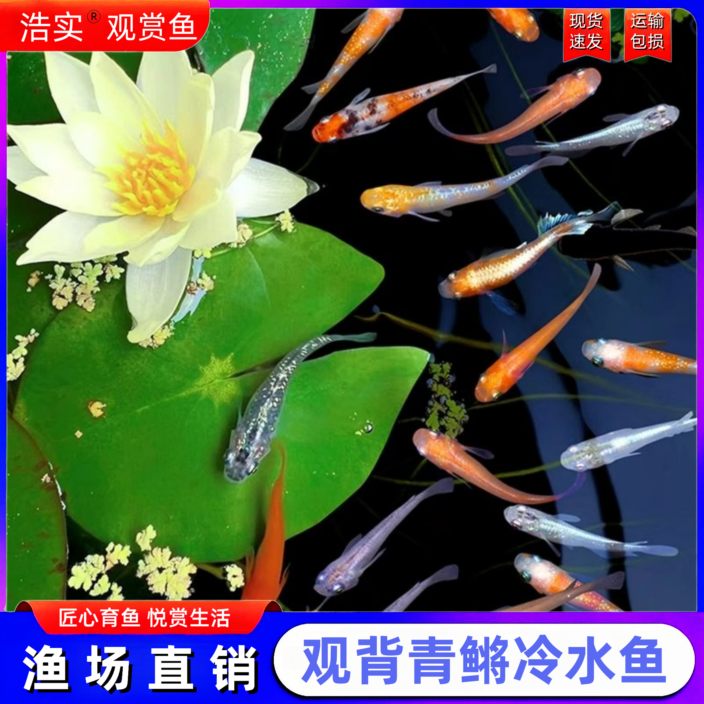 观赏鱼青鳉冷水鱼淡水小型鱼苗活体包邮渔场直销现货速发