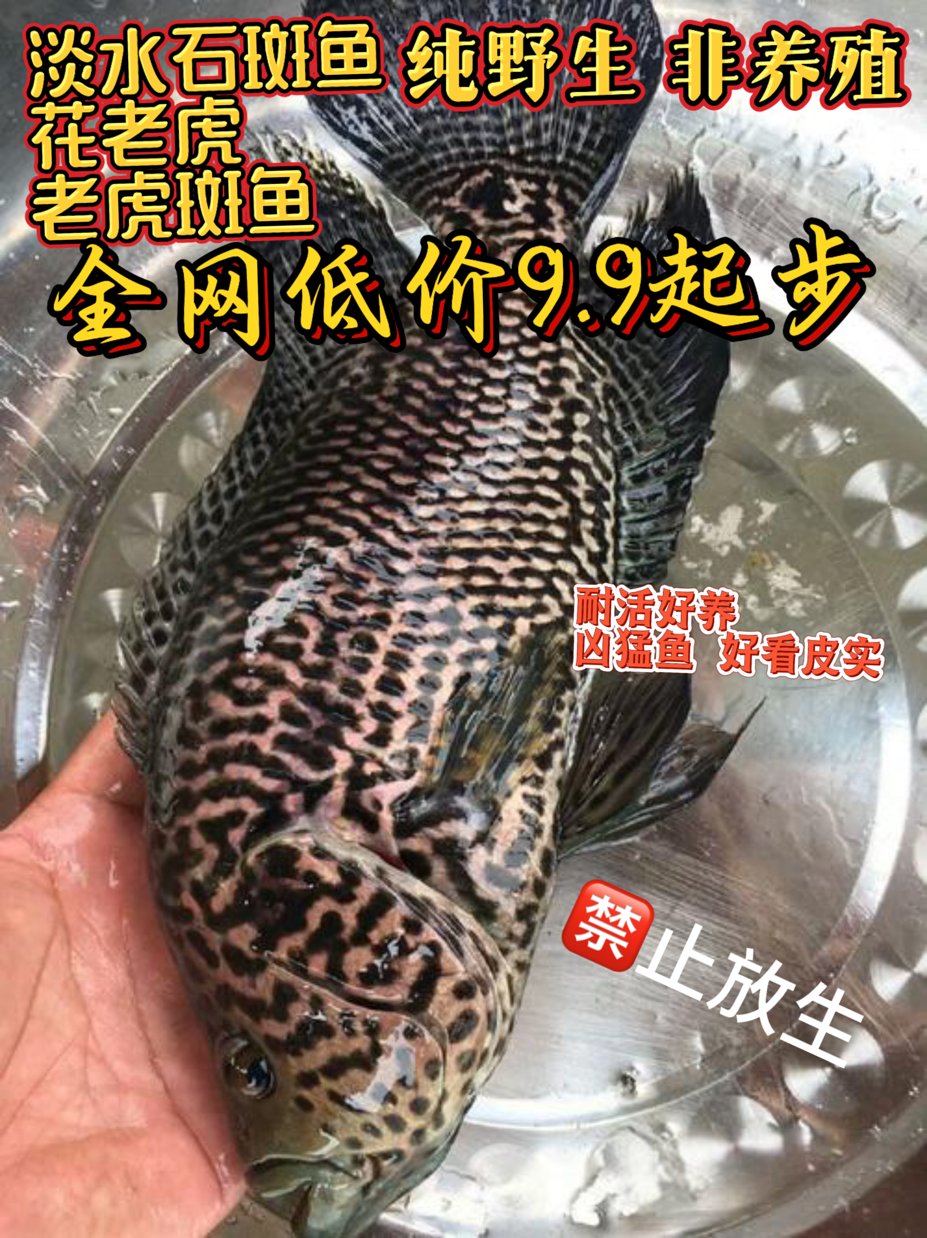 珍珠斑鱼花老虎珍珠石斑鱼老虎斑鱼