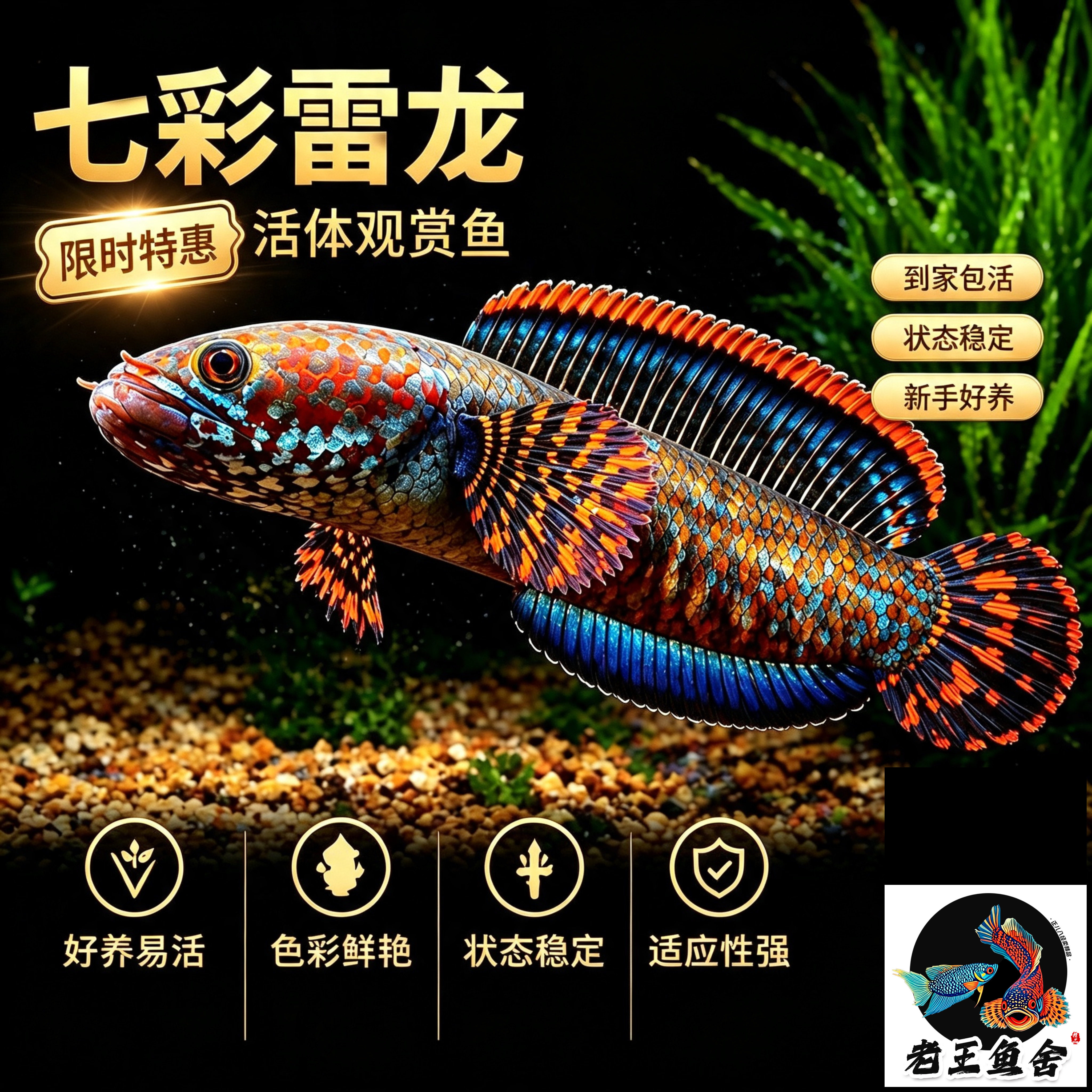 七彩雷龙鱼进口观赏鱼冷水鱼雷龙鱼