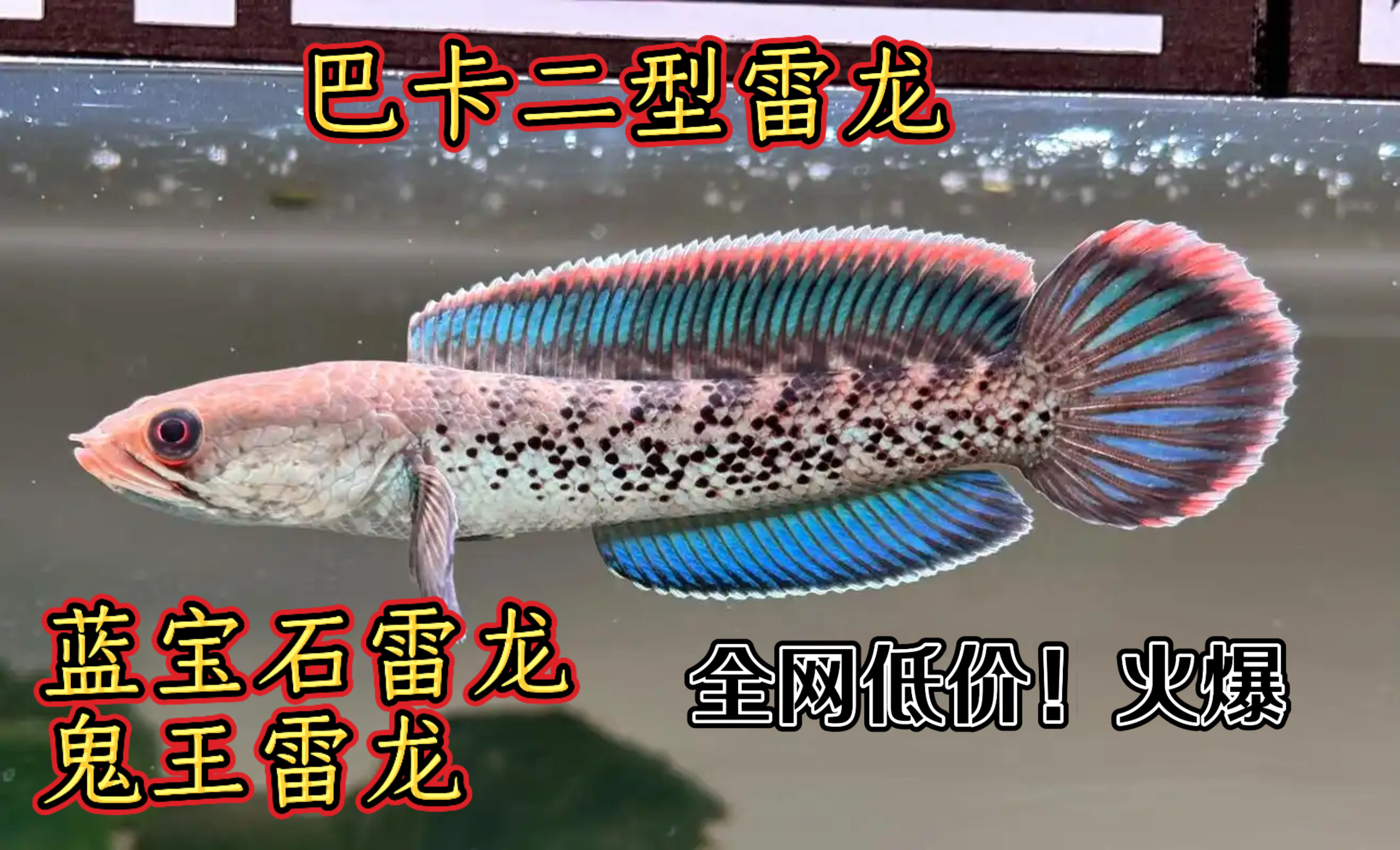 蓝宝石雷龙鱼巴卡二型雷龙鱼蓝宝鱼