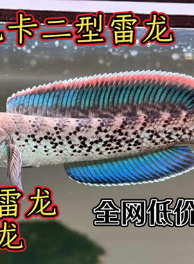 蓝宝石雷龙鱼巴卡二型雷龙鱼蓝宝石雷龙鱼印尼鬼王雷龙鱼鬼王雷龙