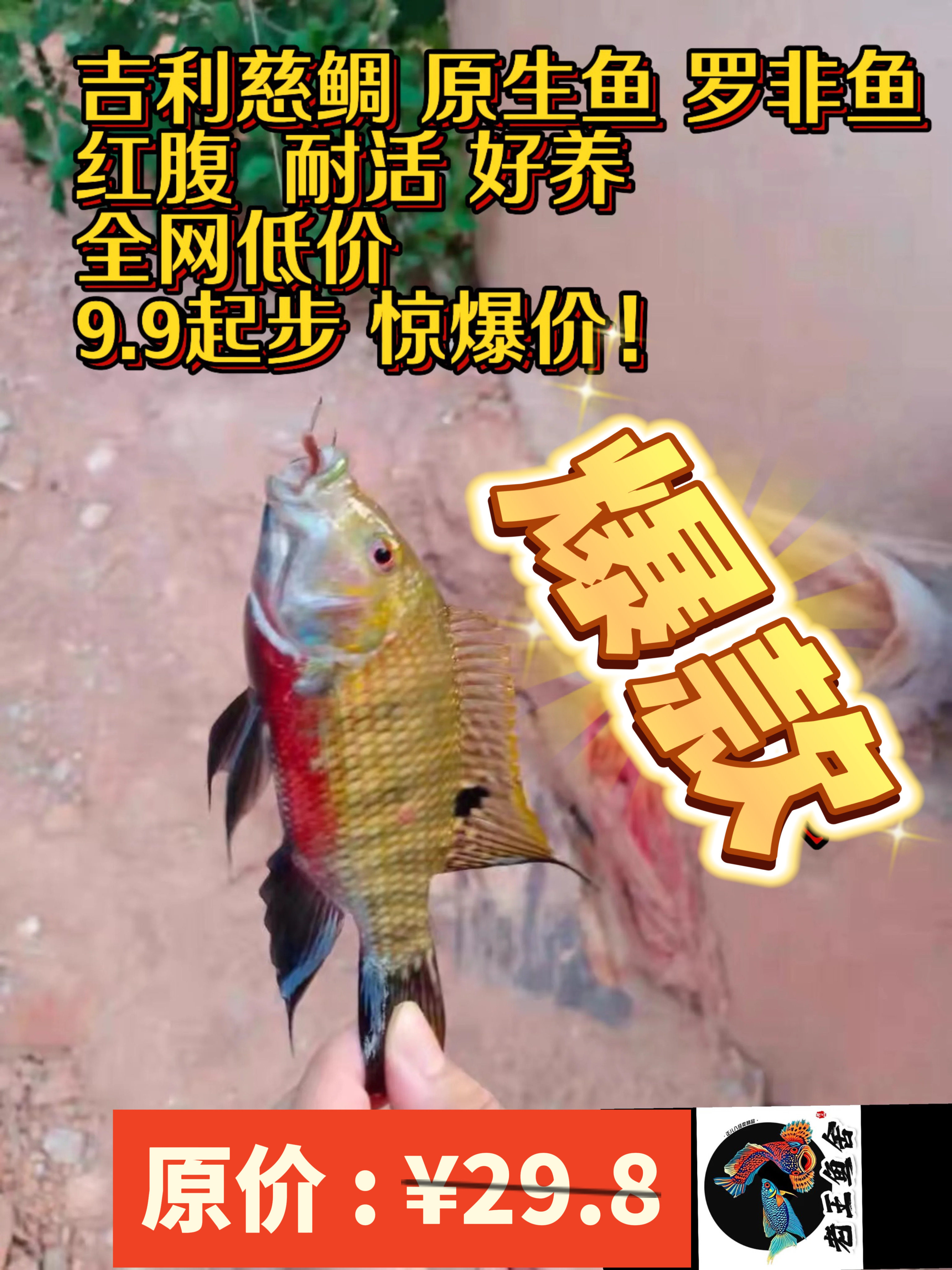 齐氏罗非鱼原生红腹罗非鱼好养活鱼
