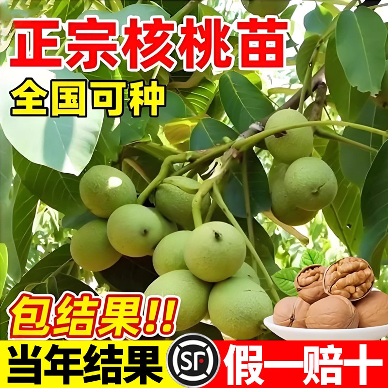 纸皮核桃树果苗南北方庭院地栽盆栽嫁接薄皮特大当年结果