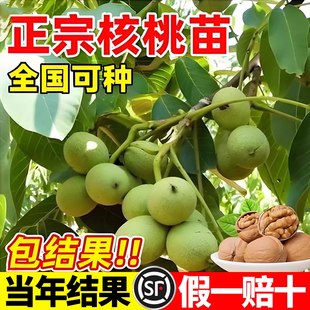 纸皮核桃树果苗南北方庭院地栽盆栽嫁接薄皮特大当年结果