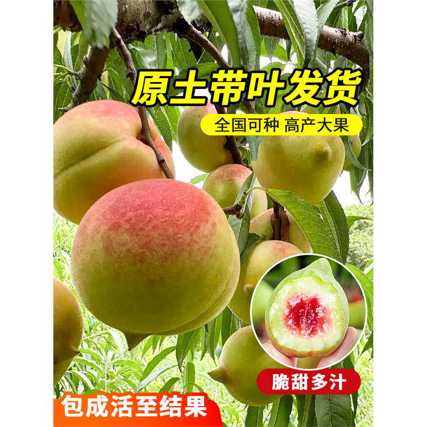 嫁接冬桃树果苗特大黄桃苗南北方种果树苗地栽水蜜桃树苗当年结果