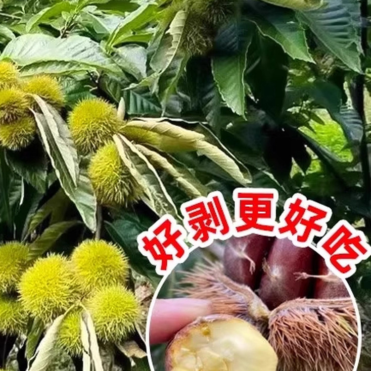 板栗苗树嫁接大红袍承德南北方种植地栽庭院特大板栗树苗果树果苗