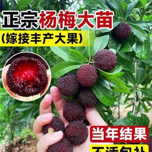 东魁杨梅树树苗嫁接东魁黑炭杨梅盆栽南方地栽杨梅苗果树当年结果