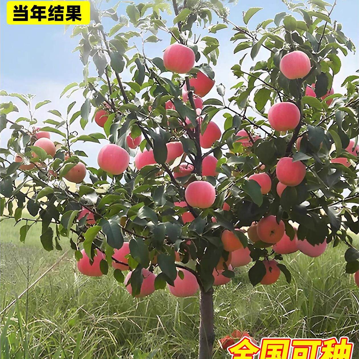 耐寒果树鸡心果小苹果树苗海棠果花红果树冬红果树苗南北方种植