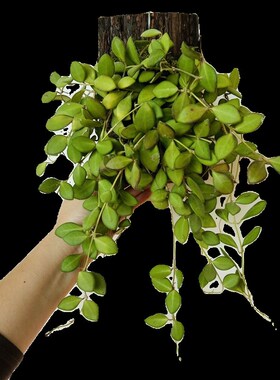板植球兰小叶球兰板植树叶藤条墙挂垂吊植物电线外露W遮丑耐阴植