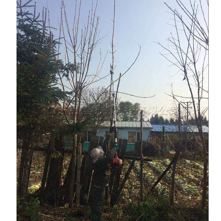 汽油高枝剪 背负式二冲程果树修枝剪 小型园林绿植冬青割灌机