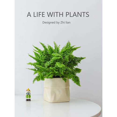 棉花糖蕨盆栽蕾丝蕨懒人好养蕨类植物公桌面工位小绿植花卉