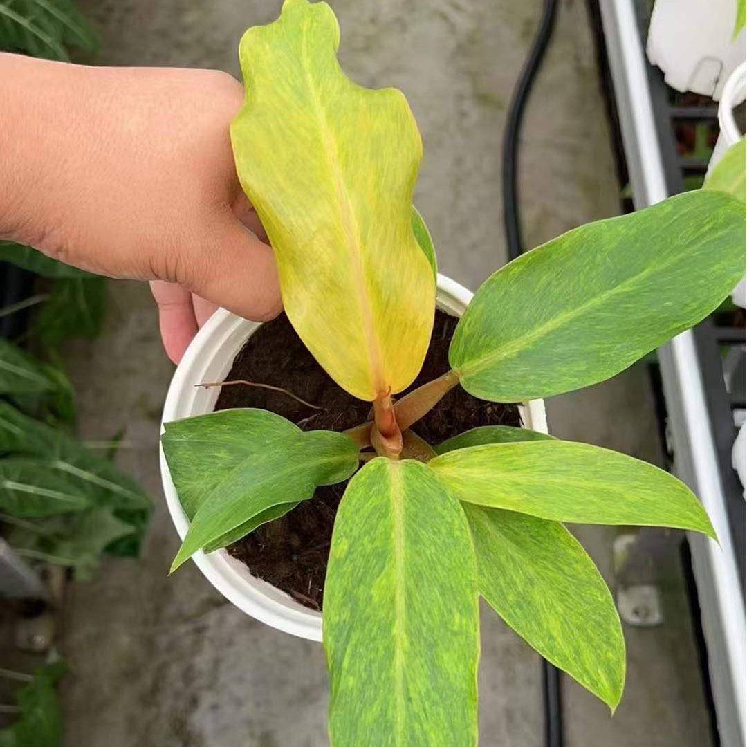 小盆栽花卉绿植盆栽网红蔓绿绒植物0.5加仑橘子酱