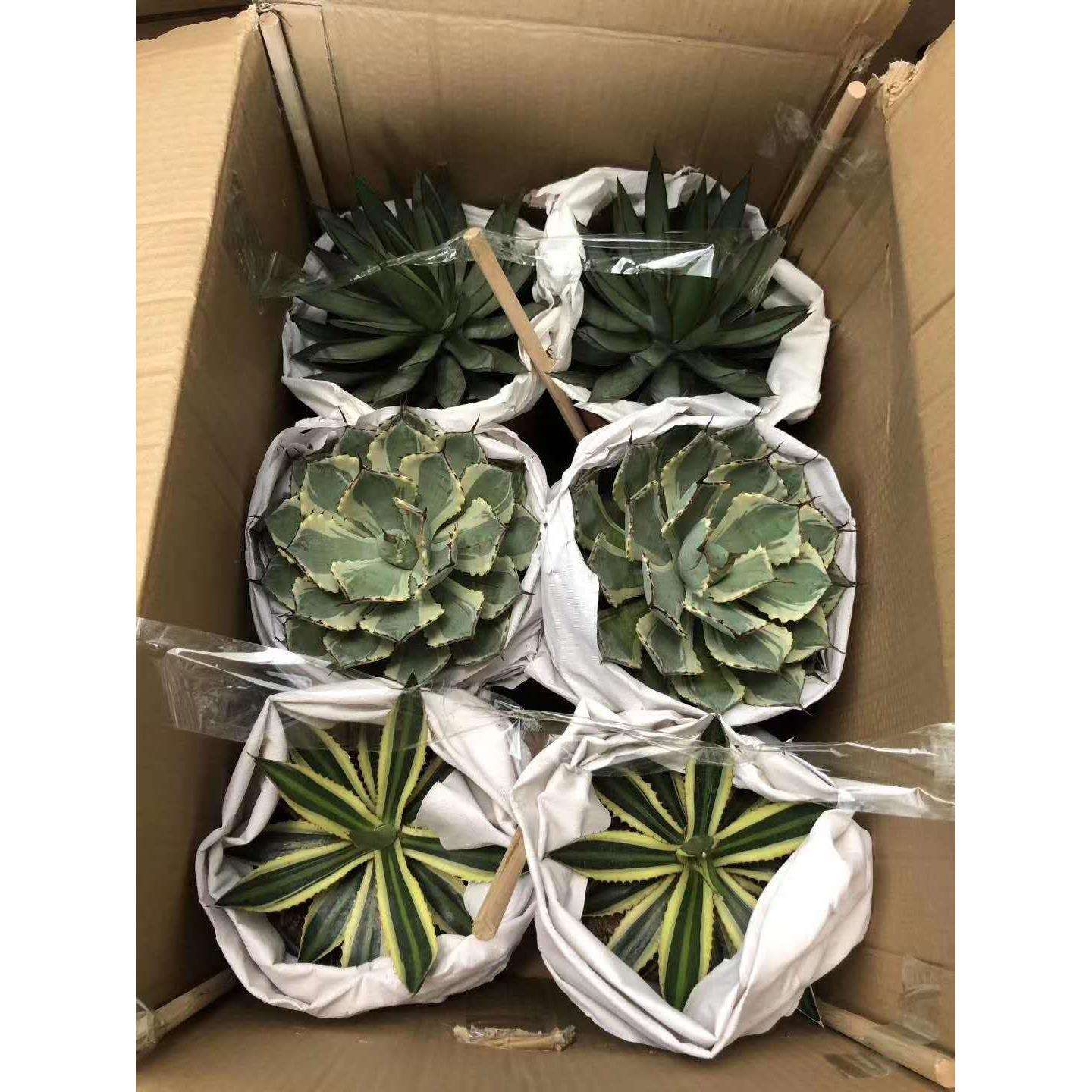 【基地直供】绿植盆栽 盆栽花卉 居家绿植 植物花卉 吉祥兰