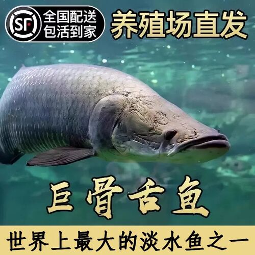 红尾巨骨舌鱼苗活体淡水猛鱼