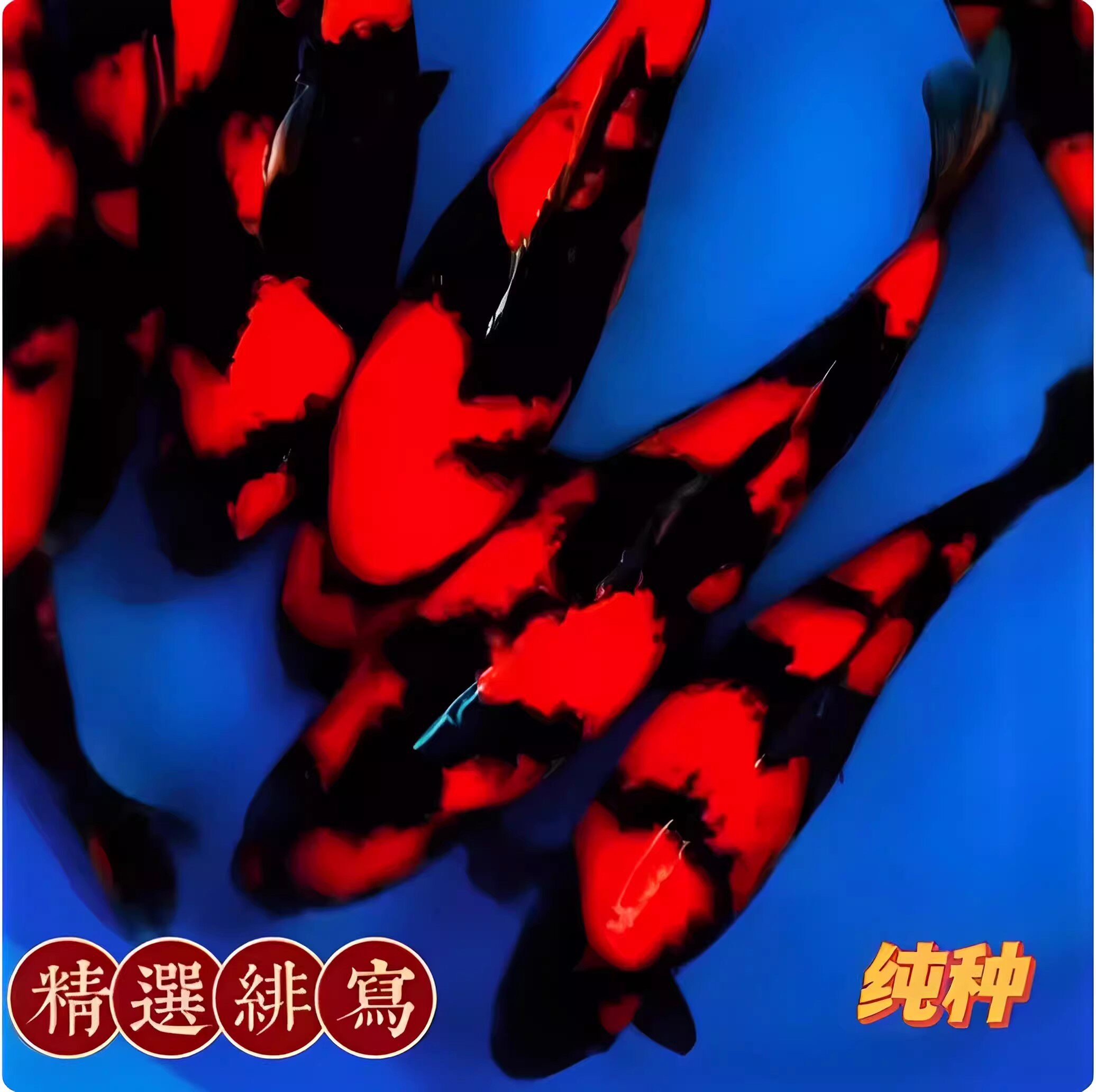 精品日本纯种绯写锦鲤活体宠物观赏鱼冷淡水金鱼好养耐活孔雀昭和