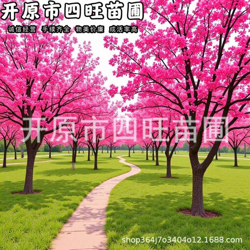 东北耐寒彩叶丛生海棠