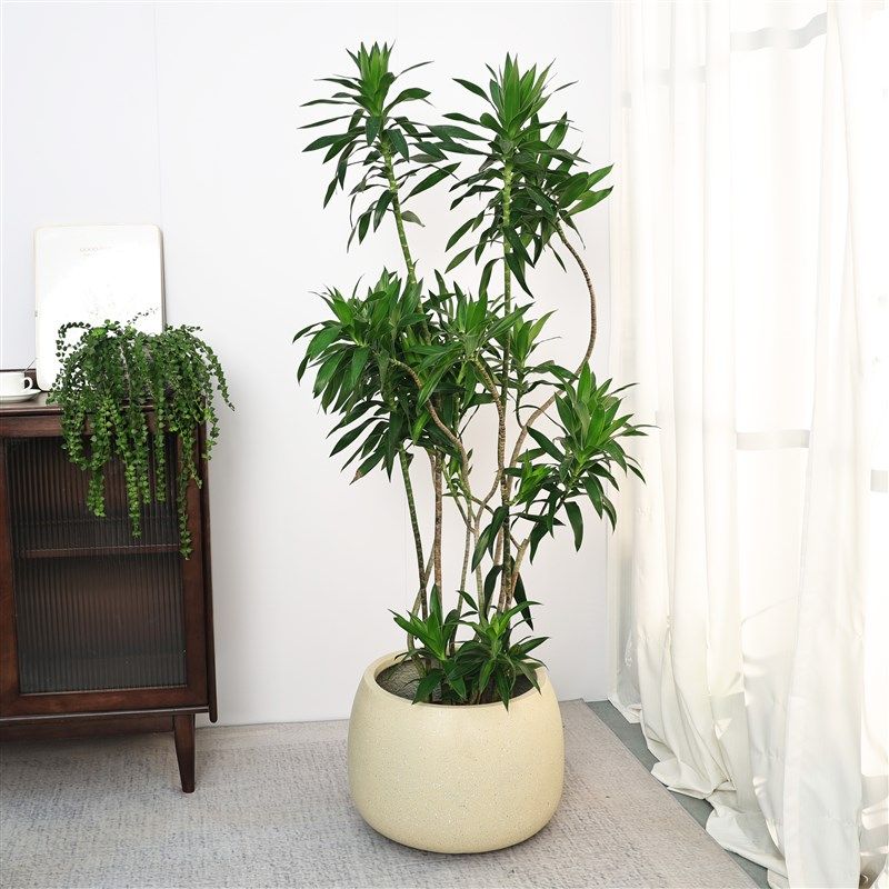 圆形大号水泥花盆镁泥花箱大口径北欧简约庭院阳台户外绿植盆落地