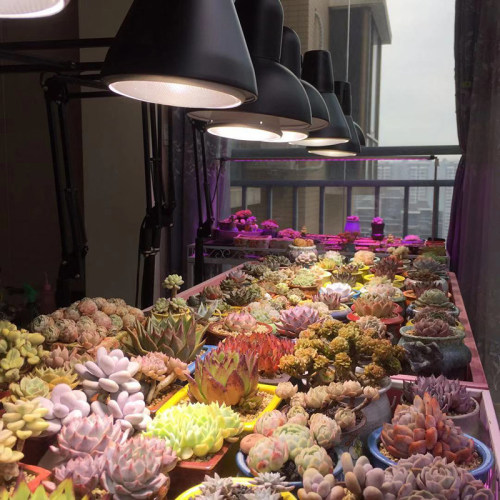 多肉金卤灯led全光谱仿太阳上色鱼缸水草模拟阳光室内植物补光灯