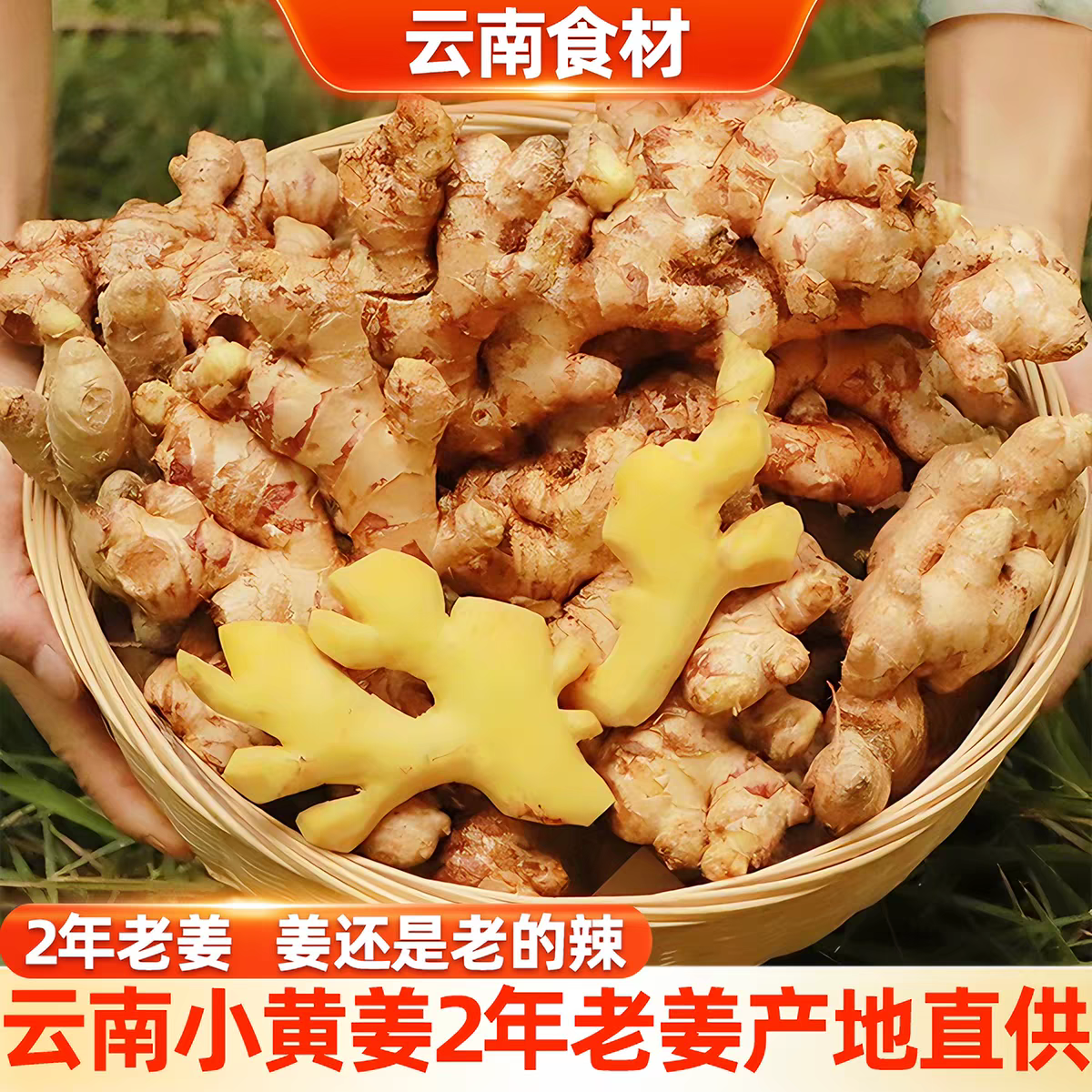 现挖24h现发云南高山现挖小黄姜