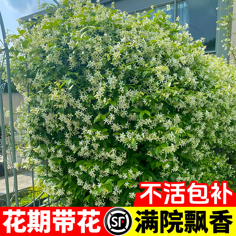 风车茉莉花苗爬藤植物大苗