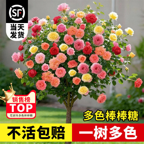 多色棒棒糖树桩月季老桩四季开