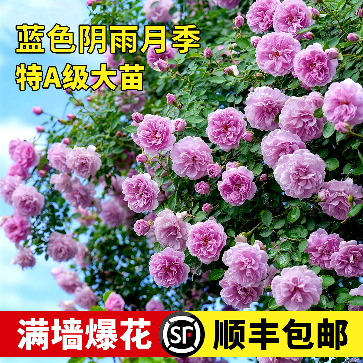 新中式紫色藤本月季花苗四季开