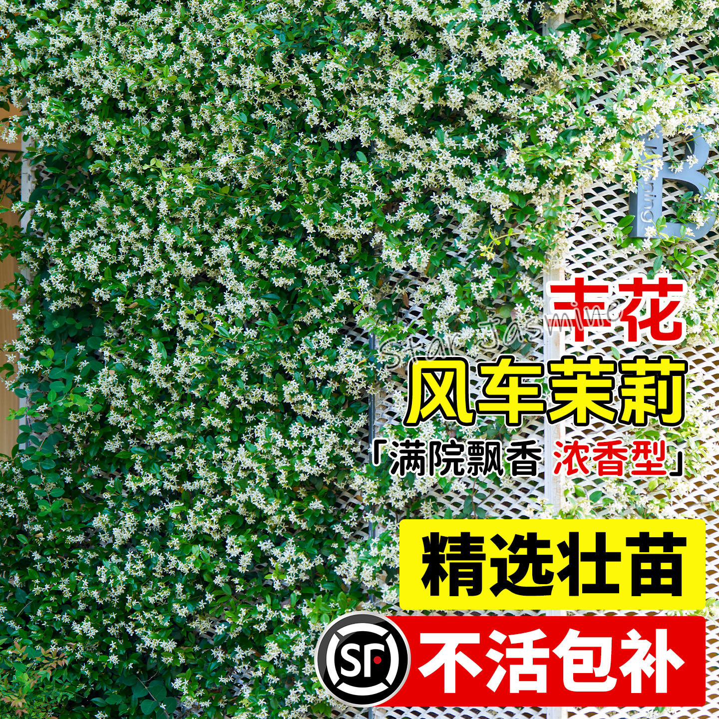 风车茉莉爬藤植物开花庭院室外四季花园爬墙观赏花苗花卉盆栽绿植