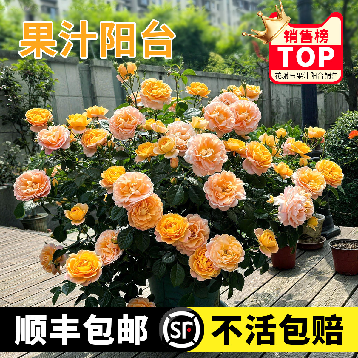灌木月季欧月果汁阳台浓香多季开