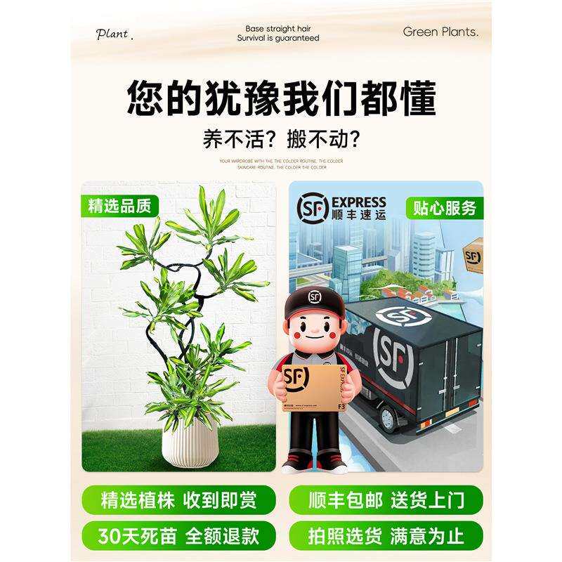 大型绿植金心螺纹铁植物盆栽客厅办公室内铁树四季好养花卉真植物
