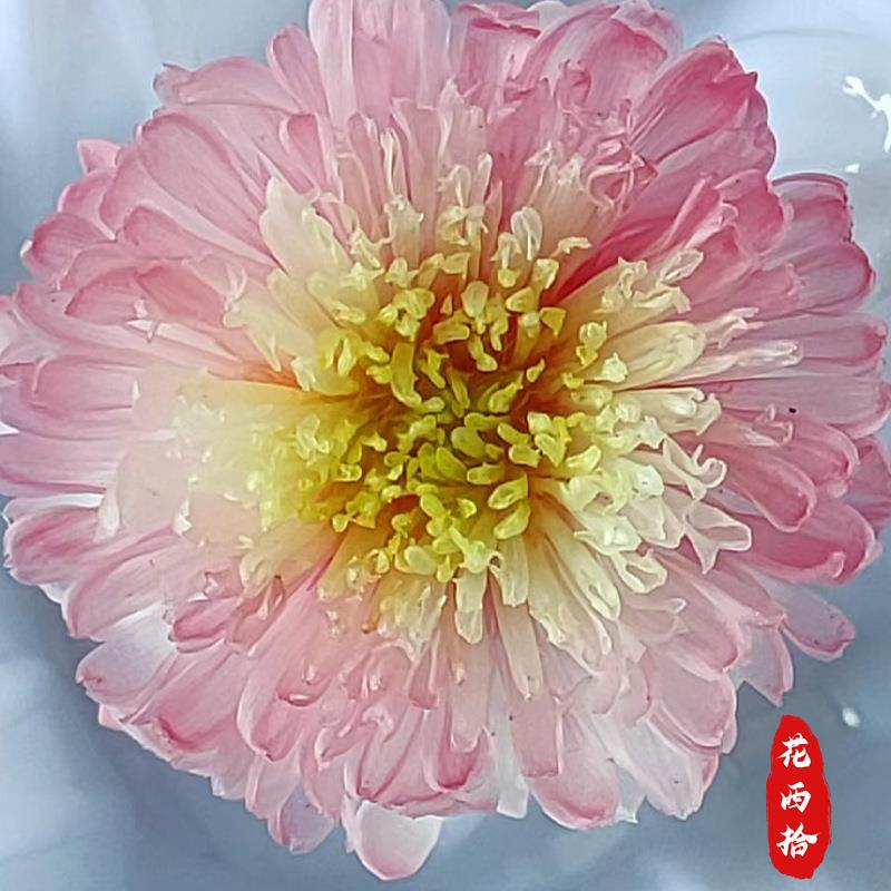 云南工厂永生迷你菊花头A级2-3cm花头保鲜真花家居装饰相框配材