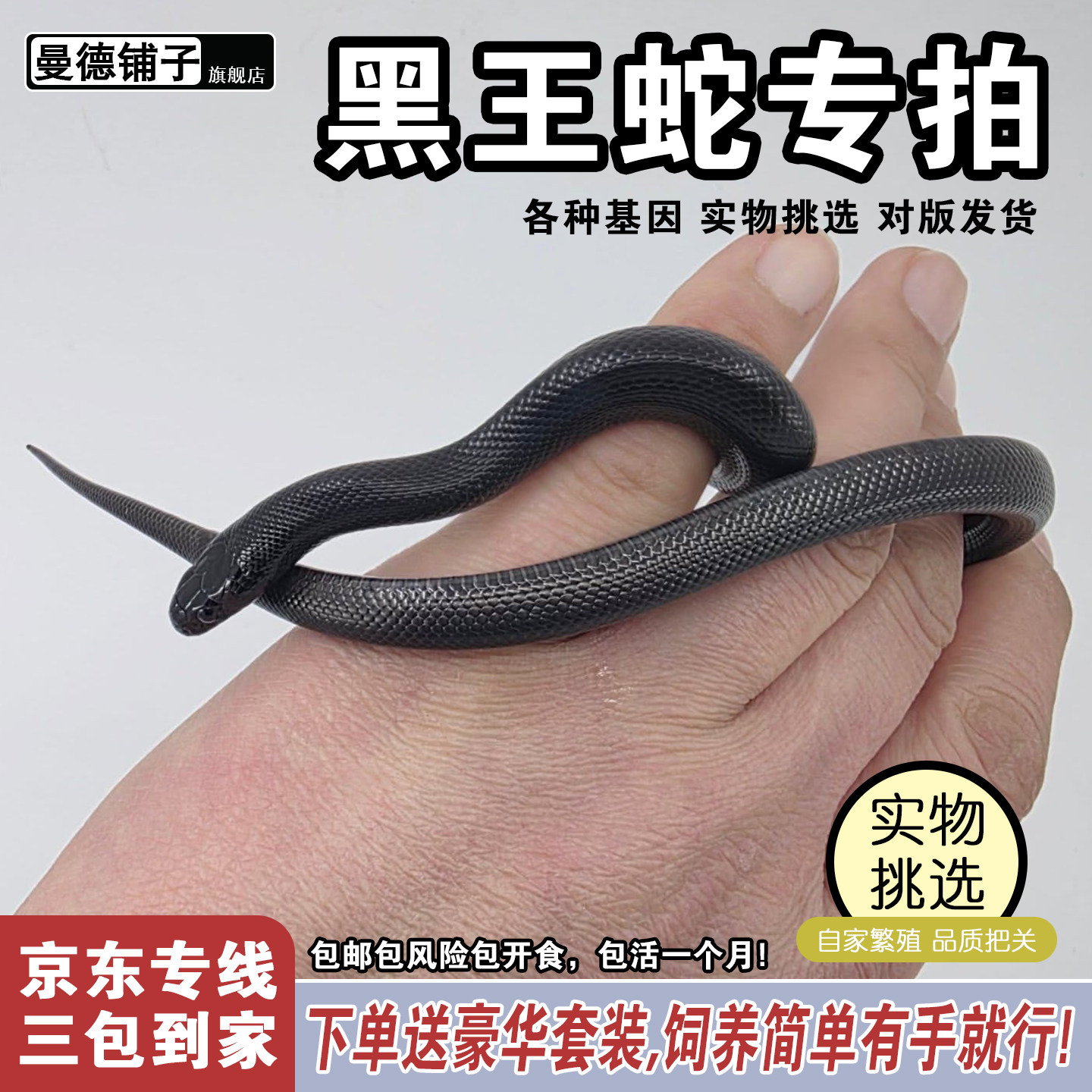曼德铺子活体宠物黑王蛇任挑任选